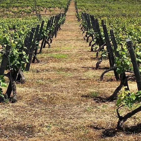 Morgadio Da Calcada Douro Wine&tourism * Pinhão