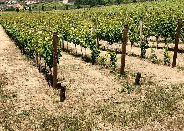 Morgadio Da Calcada Douro Wine&tourism Gospodarstwo wiejskie